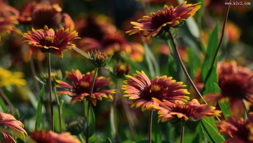 多彩的花丛图片