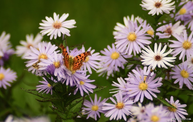 多彩的花丛图片