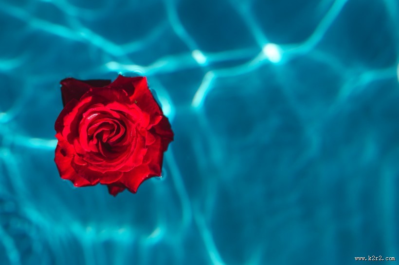 泳池中的玫瑰图片