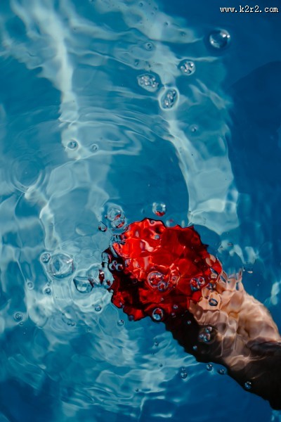 泳池中的玫瑰图片