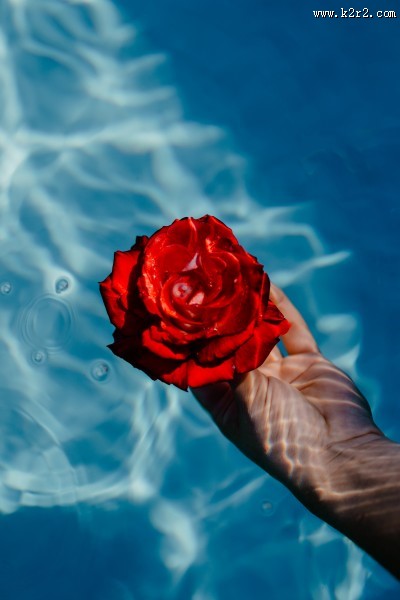 泳池中的玫瑰图片