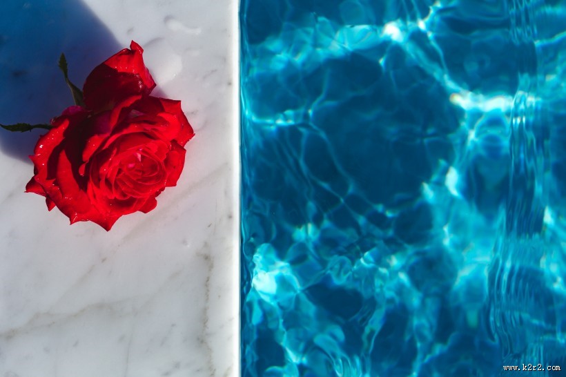 泳池中的玫瑰图片