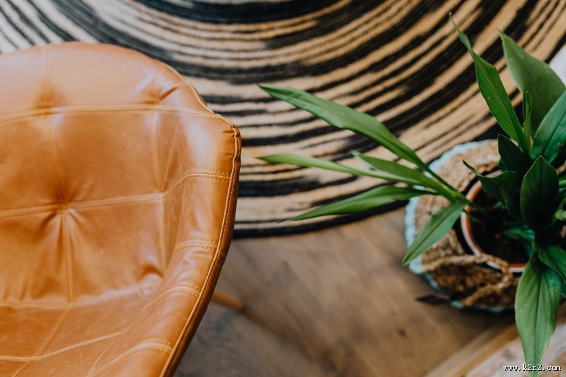 摆放在室内的绿色植物图片