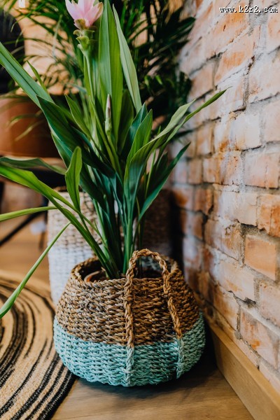 摆放在室内的绿色植物图片