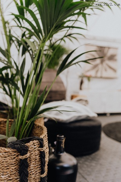 摆放在室内的绿色植物图片