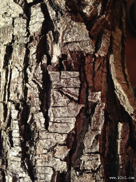 纹络各异的树皮图片