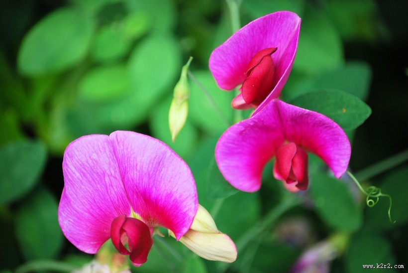 唯美的豌豆花图片