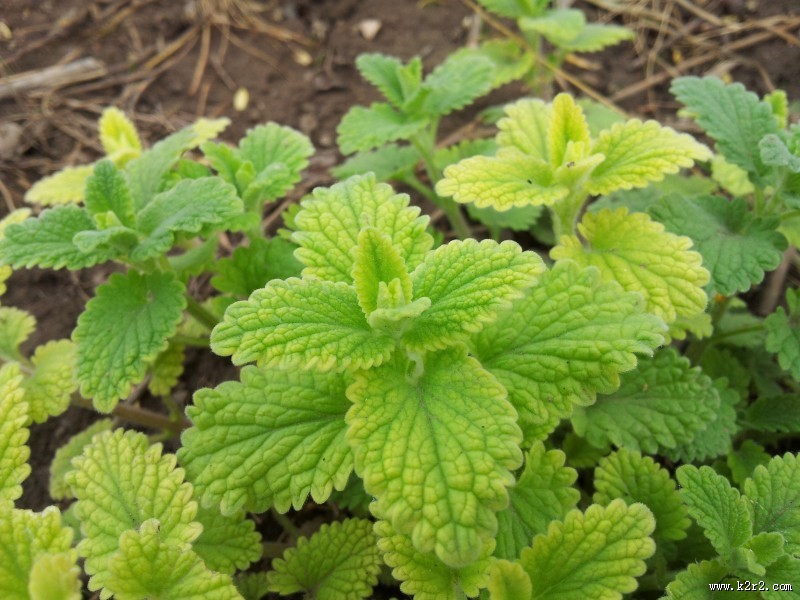 翠绿薄荷叶图片大全