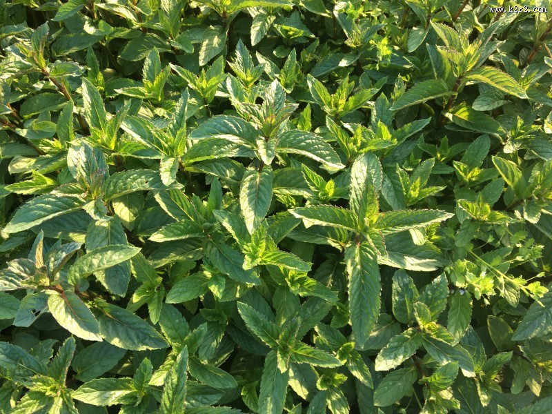 翠绿薄荷叶图片大全