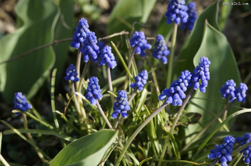 含苞待放的风信子图片