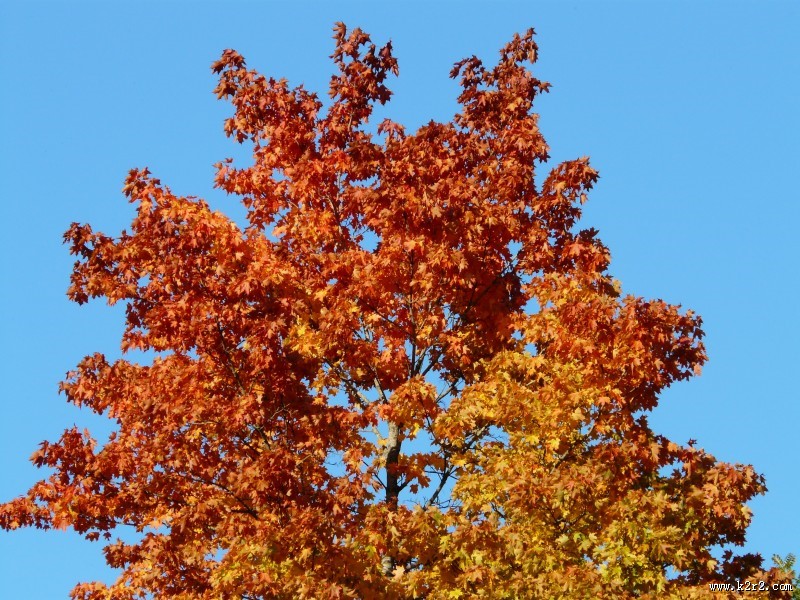 秋天金黄色的枫叶图片