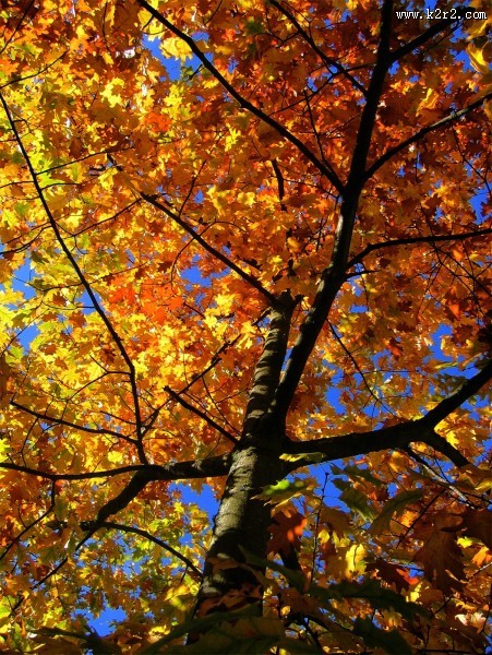 秋天金黄色的枫叶图片