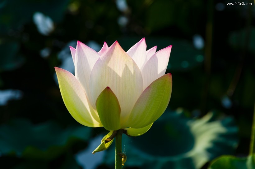 美丽的荷花图片大全