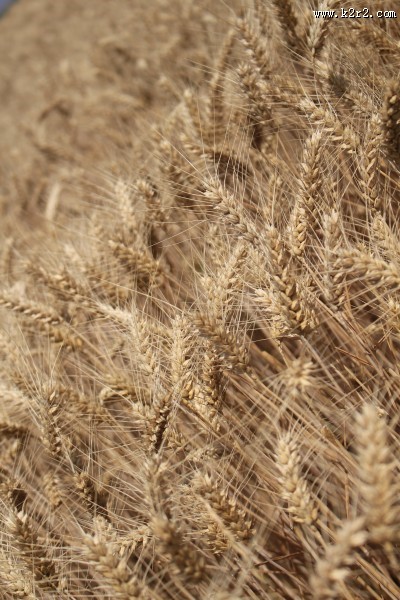 成熟的小麦图片大全