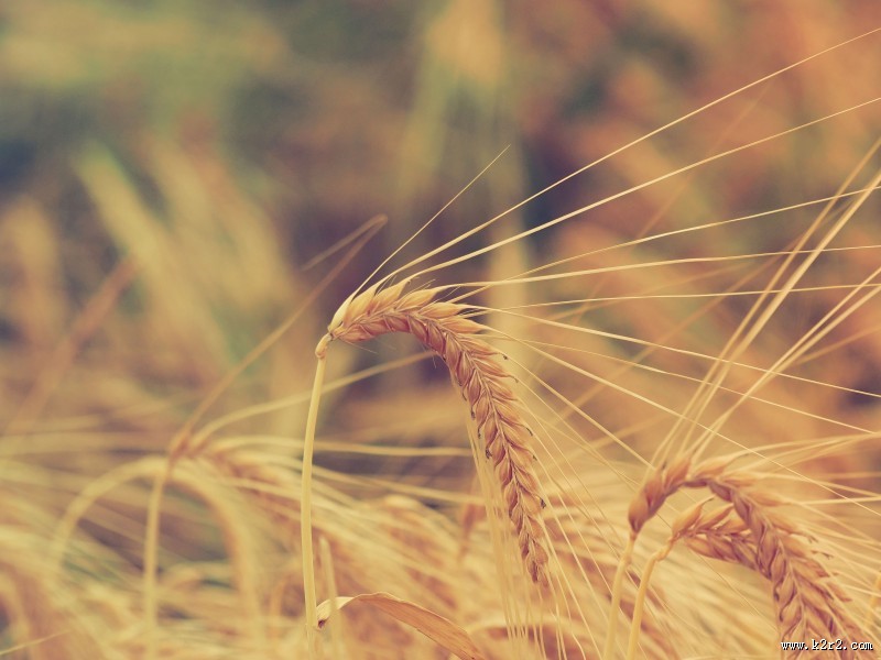 成熟的小麦图片大全