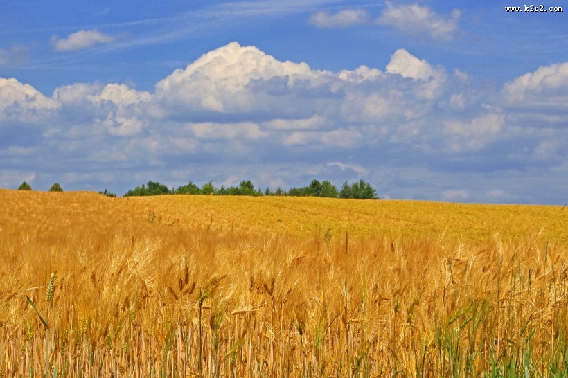 成熟的小麦图片大全
