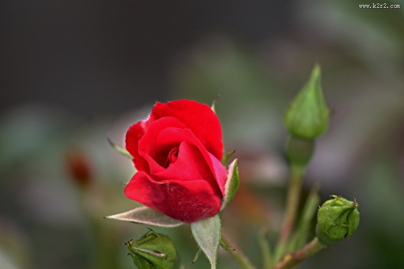 鲜艳的红色玫瑰图片