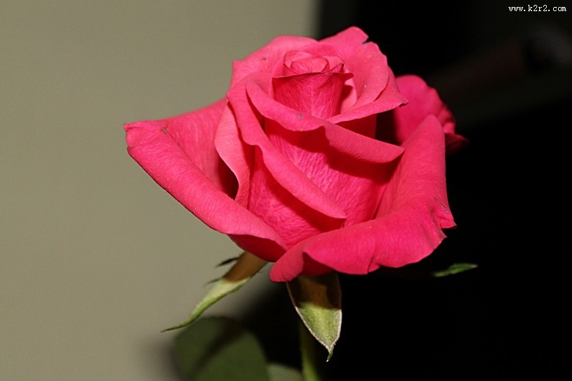 鲜艳的红色玫瑰图片