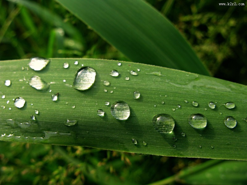 叶子上的小水珠图片