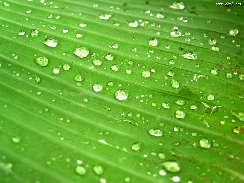 叶子上的小水珠图片
