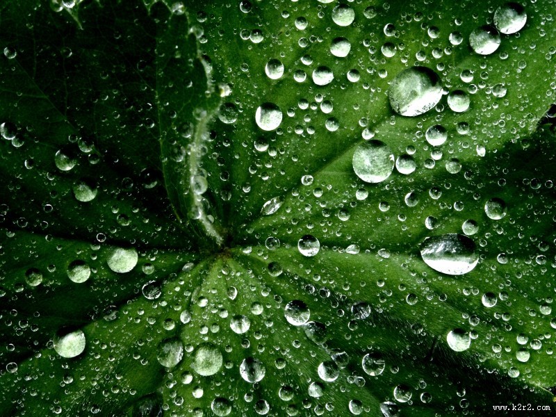 叶子上的小水珠图片