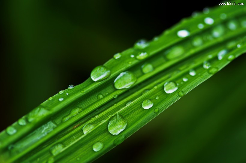 挂着水珠的绿叶图片大全