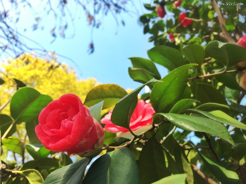 漂亮的红茶花图片