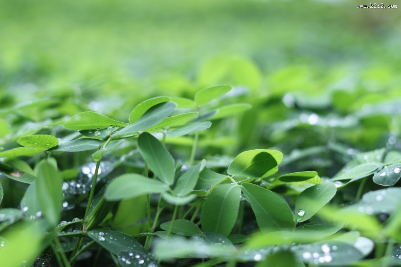 叶子上的小水珠图片大全