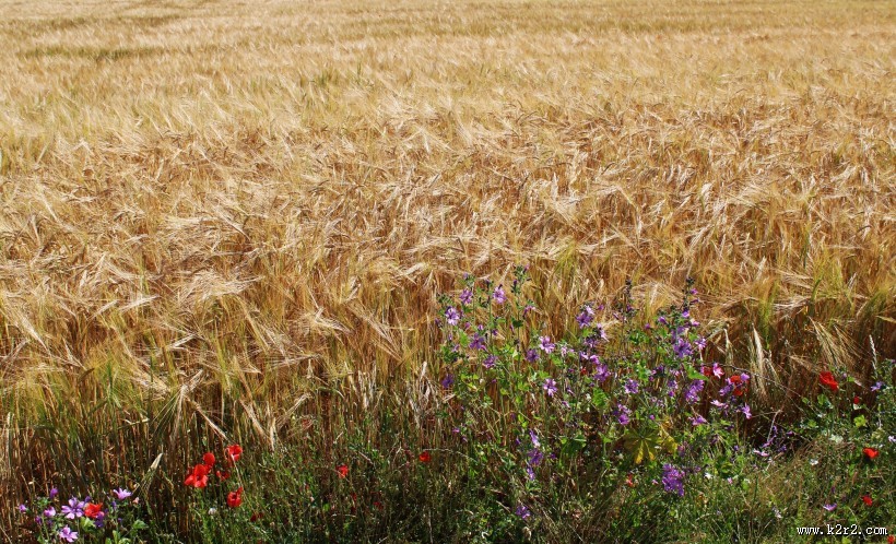 一片麦田图片大全