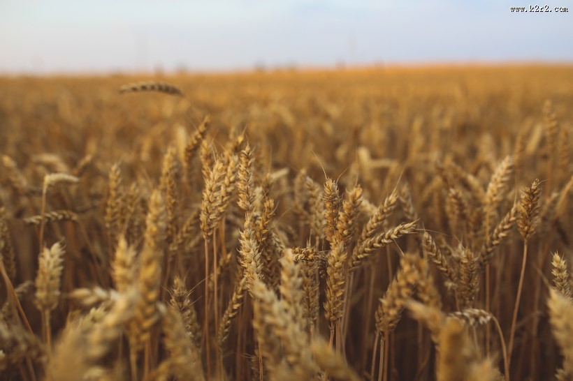 一片麦田图片大全