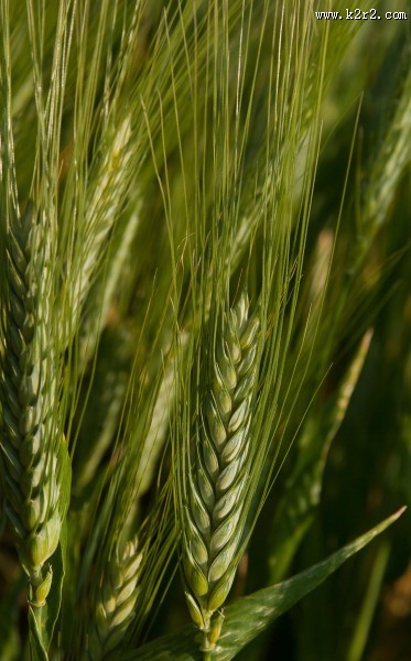 绿色的小麦图片大全
