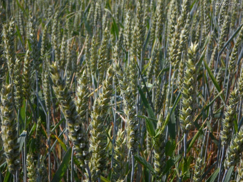 绿色的小麦图片大全