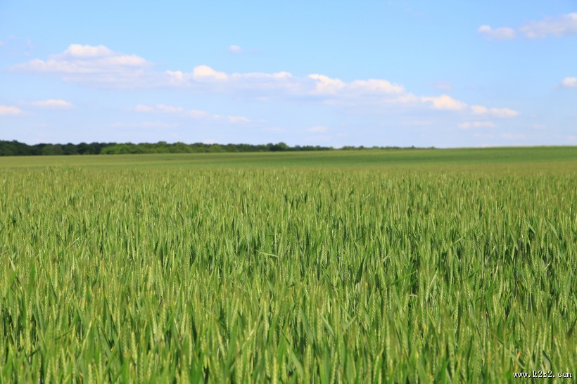 绿色的小麦图片大全
