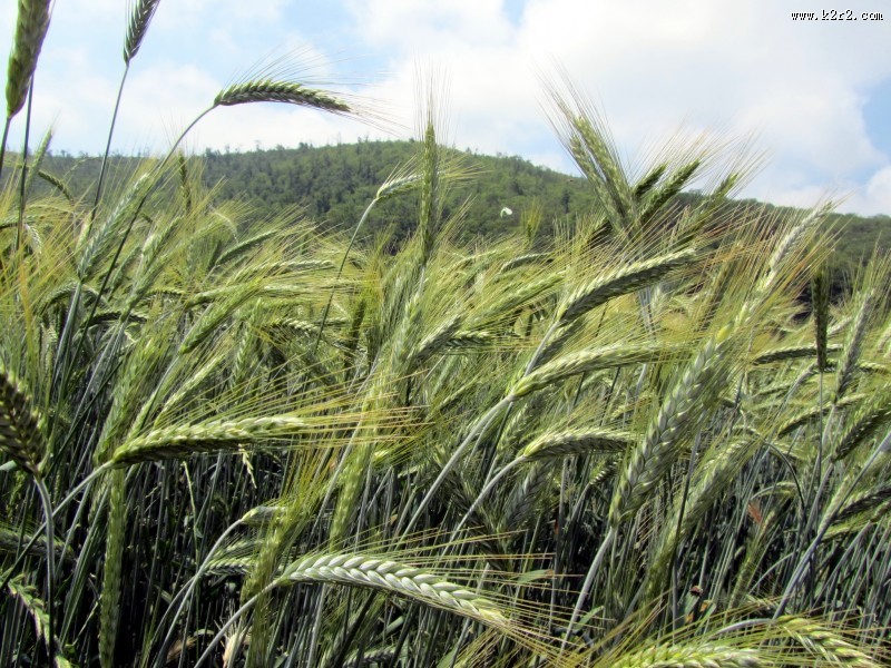 绿色的小麦图片大全