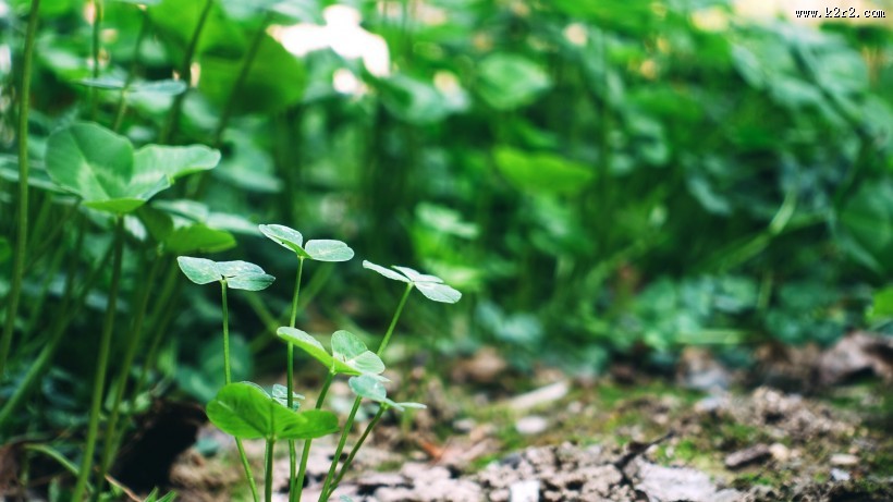 各种形状的绿叶图片