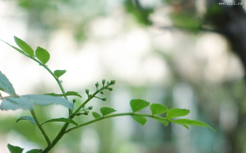 各种形状的绿叶图片