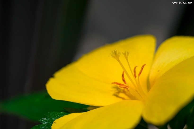 鲜艳的花朵图片