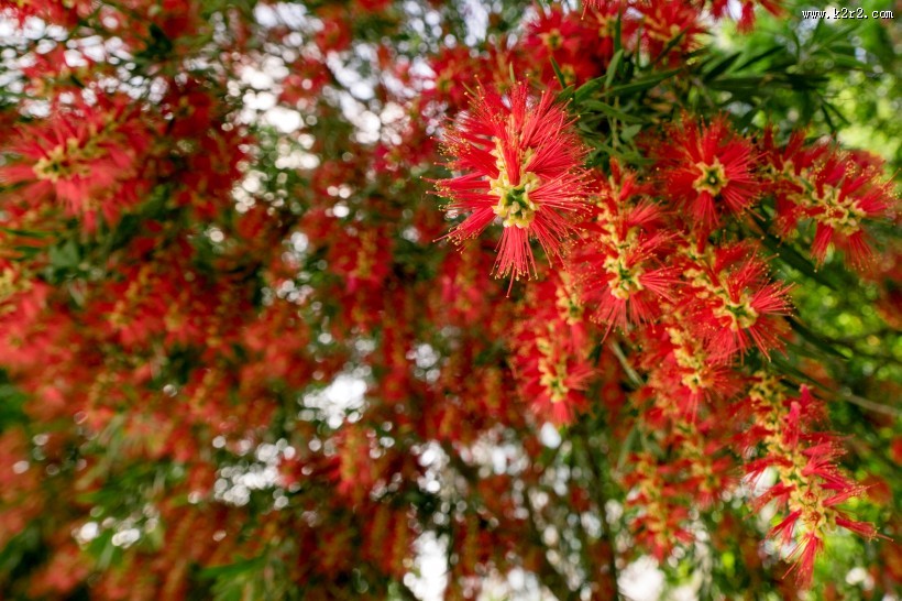 鲜艳的花朵图片