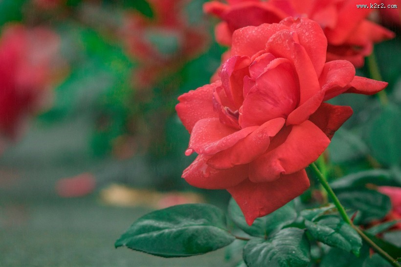 鲜艳的花朵图片