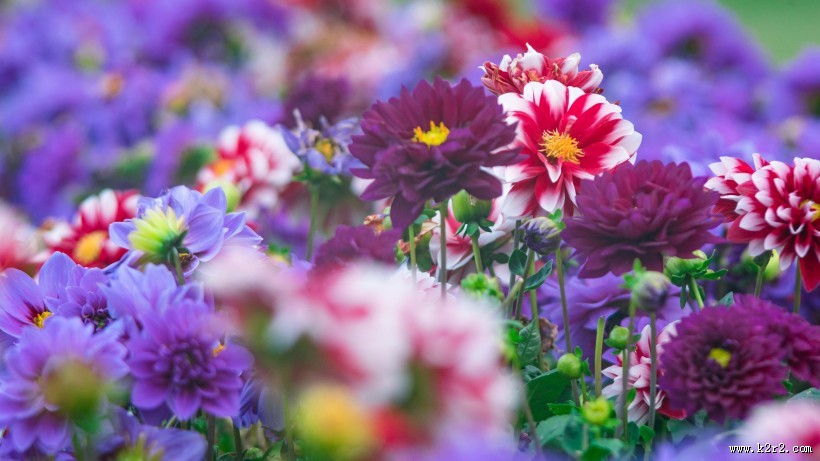 鲜艳的花朵图片