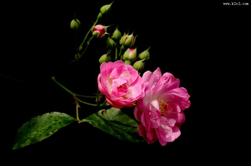 漂亮的蔷薇图片