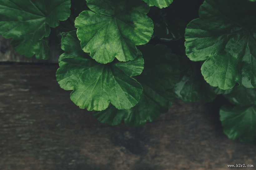 绿色的叶片图片