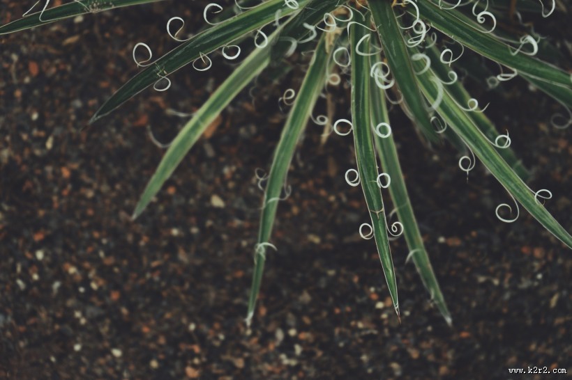 绿色的叶片图片