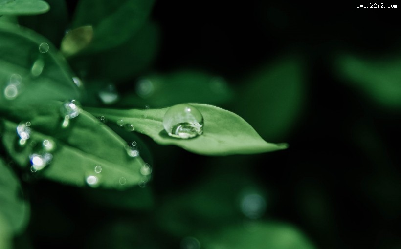 绿色的叶片图片