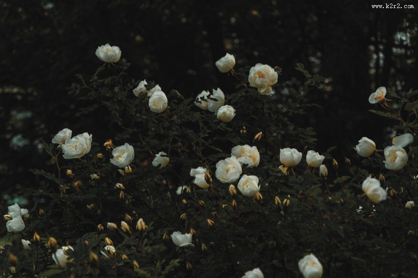 白色的花朵图片