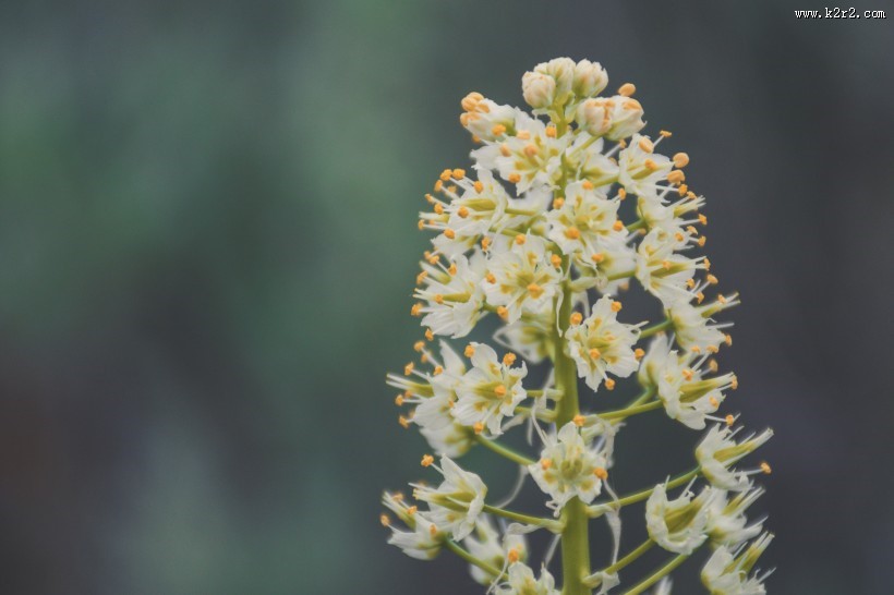 野外的花朵图片