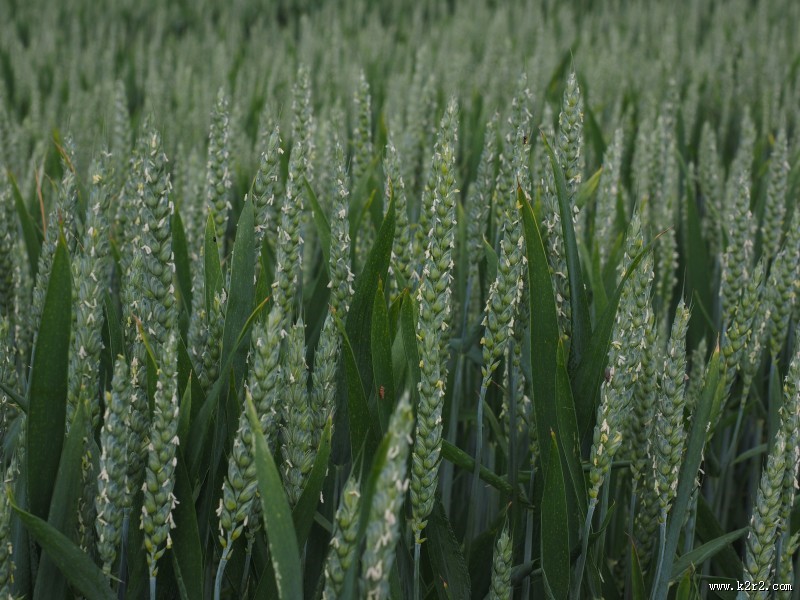 未成熟的小麦图片
