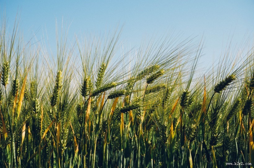 未成熟的小麦图片