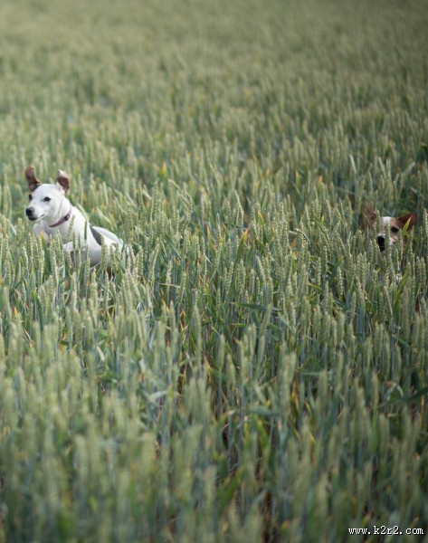 未成熟的小麦图片