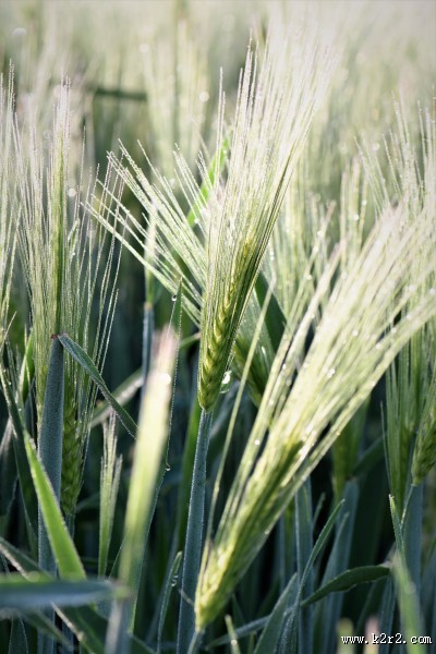 未成熟的小麦图片